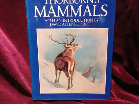 6681.jpg