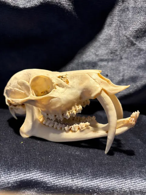 image.jpg